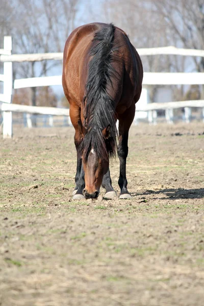 Horse in corral ranch scene — Stock Photo, Image