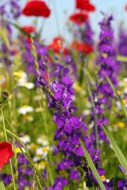 renkli kır çiçekleri bahar sahnesi