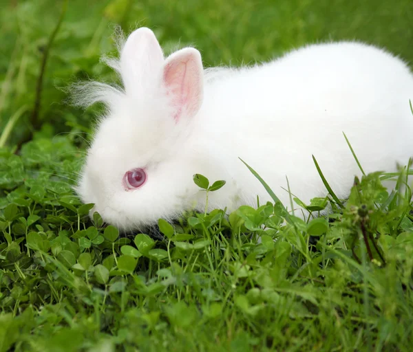 Nano bianco coniglietto primavera scena — Foto Stock