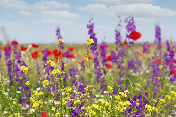 Prado da primavera com flores cena da natureza — Fotografia de Stock