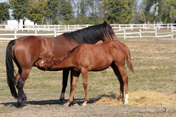 Föl utfodring med mjölk ranch scen — Stockfoto