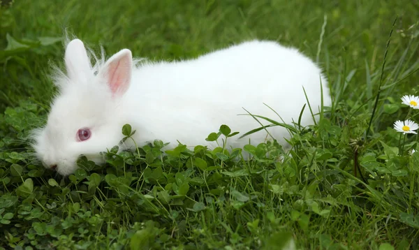 Zwerg weißes Kaninchen im grünen Gras — Stockfoto