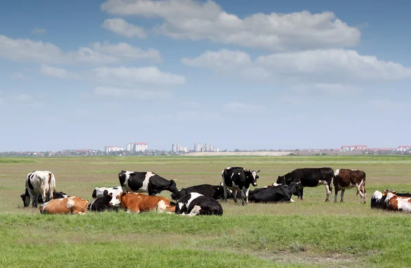 Κοπάδι των αγελάδων σε βοσκότοπους με πόλη στο παρασκήνιο — Φωτογραφία Αρχείου