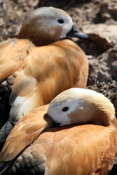 Iki mandarin ördekleri grup sahne — Stok fotoğraf