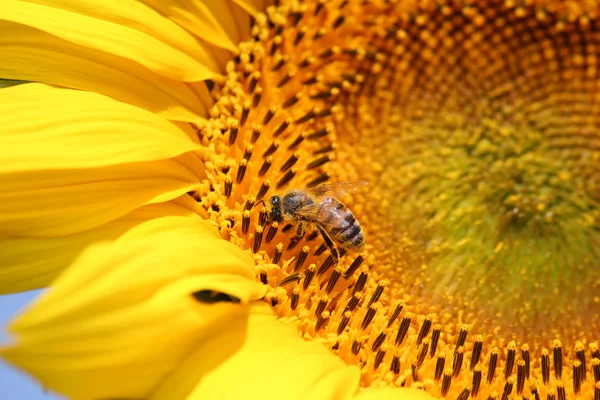 Bee on sunflower summer nature scene — Stock Photo, Image