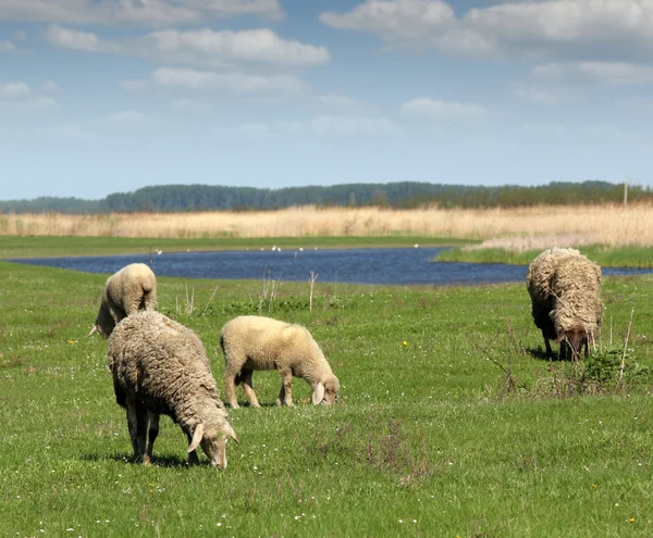 Fåren på bete natur gård scen — Stockfoto