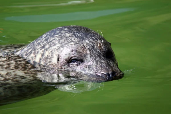 Seal swimming portrait wildlife scene — Stock Photo, Image