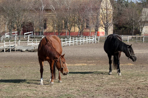 Coklat dan hitam kuda peternakan adegan — Stok Foto