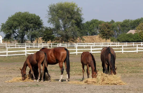 Paarden en veulens eten hooi op de boerderij — Stockfoto