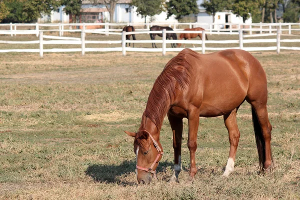 Caballos en corral rancho escena — Foto de Stock