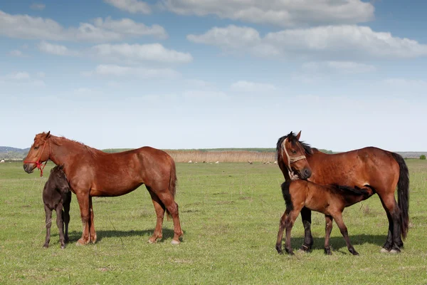 Föl utfodring med mjölk på bete — Stockfoto