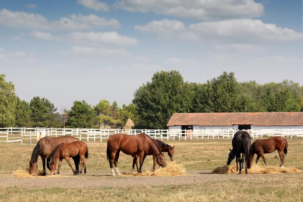Paarden in corral boerderij scène — Stockfoto
