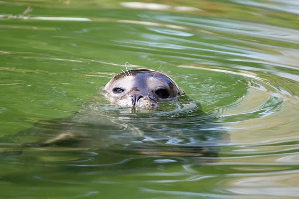 Tätning i vatten wildlife scen — Stockfoto