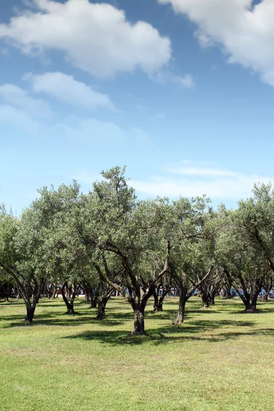 Olive trees nature summer scene greece — Stock Photo, Image