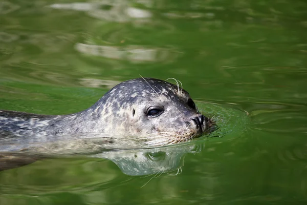 Seal aquatic mammal swimming wildlife scene — Stock Photo, Image