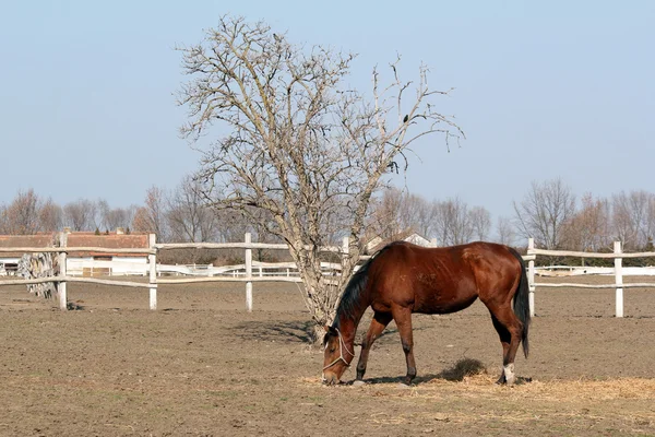Hnědý kůň v ohradě ranč scéně — Stock fotografie