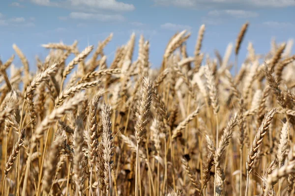 Landbouw gouden tarwe en blauwe hemel — Stockfoto