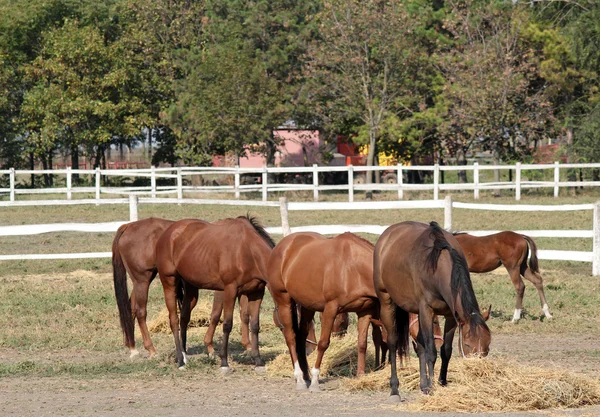 Troupeau de chevaux manger du foin à la ferme — Photo