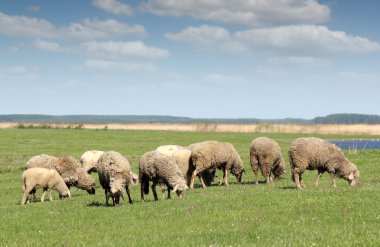 koyun mera grup sahne