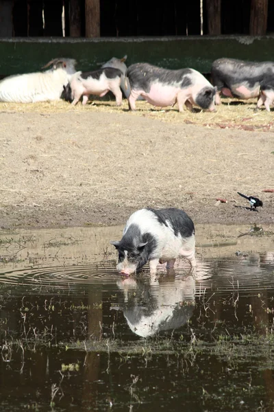 Pig drink water farm scene — Stockfoto