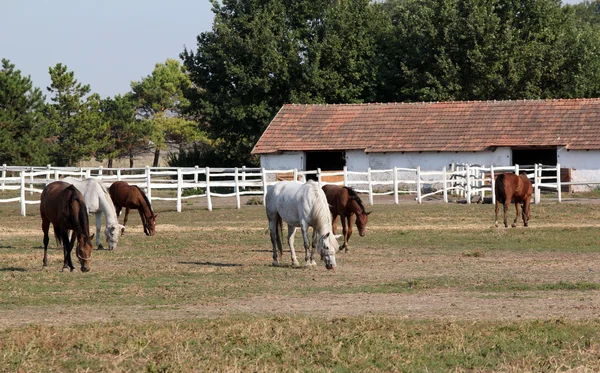 Farm with herd of horses in corral — Stock Photo, Image