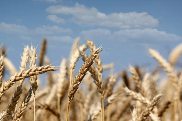 Trigo dorado cerca de la temporada de verano — Foto de Stock