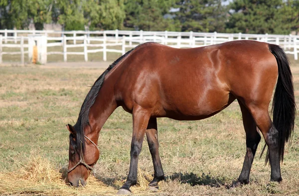 Brun häst äta hö i corral ranch scen — Stockfoto