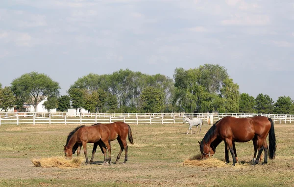 Potros e cavalos comem feno no curral rancho cena — Fotografia de Stock