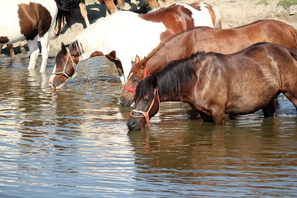 Hästar dricker vatten natur scen — Stockfoto