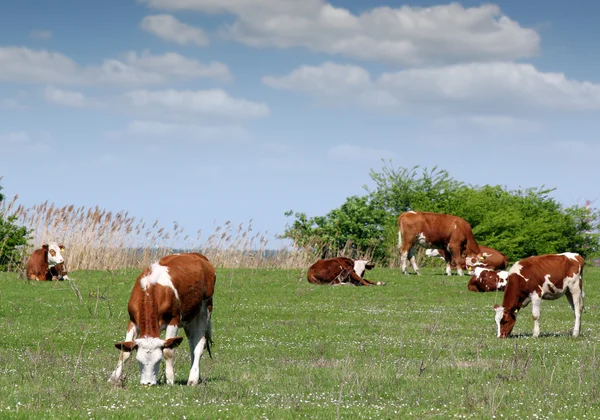 Cows and calf on pasture farm scene — Stock Photo, Image