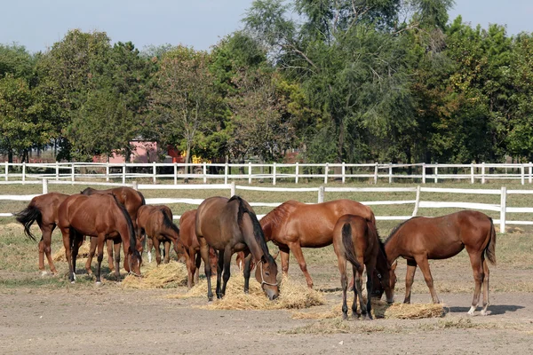 Herd of horses eat hay in corral — Stock Photo, Image