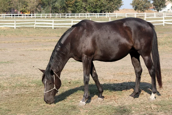 Caballo negro en corral rancho escena —  Fotos de Stock