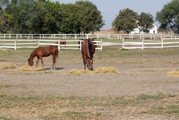 Cavalli e puledro mangiano fieno — Foto Stock