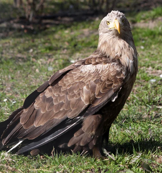 White tailed eagle wildlife scene — Stock Photo, Image