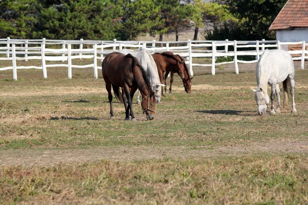 Manada de caballos en la escena corral granja — Foto de Stock