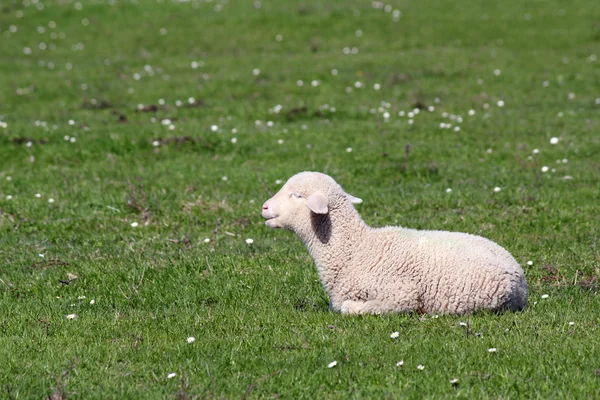 Niedliches kleines Lamm auf der Weide liegend — Stockfoto