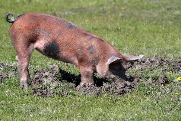 작은 돼지는 진흙에 — 스톡 사진