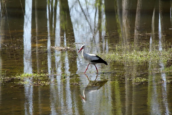 Weißstorch auf dem Sumpf — Stockfoto