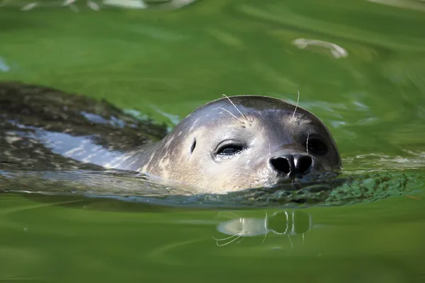 Foche nuoto natura fauna selvatica scena — Foto Stock