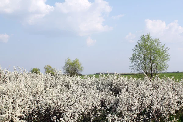 Ağaçlar ve beyaz çiçekler bahar sahnesi — Stok fotoğraf