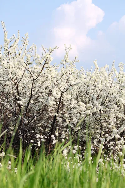 Erba verde fiori bianchi e cielo blu scena primaverile — Foto Stock