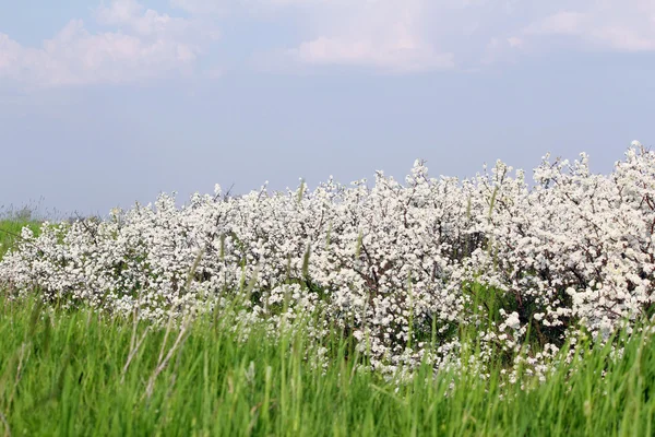 Louka s trávou a bílý květ — Stock fotografie