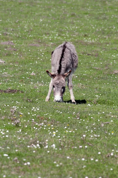 Asino sulla scena pascolo fattoria — Foto Stock