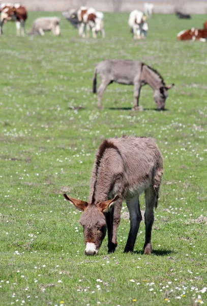 Donkeys on pasture farm scene — Stock Photo, Image