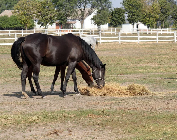 Farm with horses eating hay — Stock Photo, Image