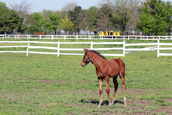 Brown foal in corral farm scene — Stock Photo, Image