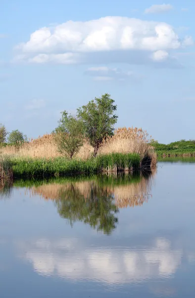 クラウドの木と川の夏の風景 — ストック写真