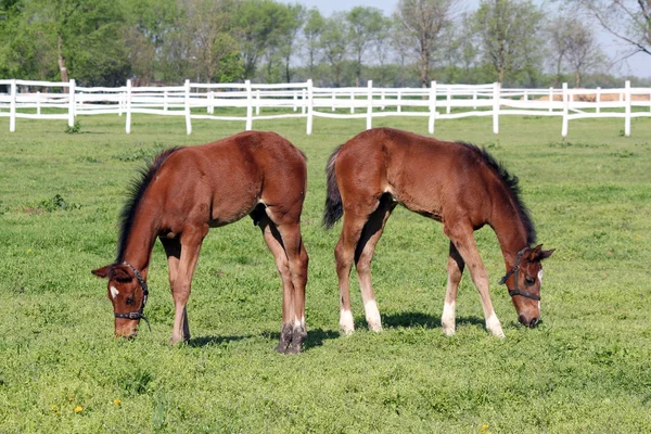 Poulains pâturage dans corral ranch scène — Photo