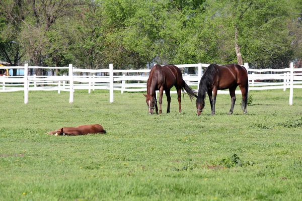 Corral çiftlik sahnede otlayan atlar — Stok fotoğraf