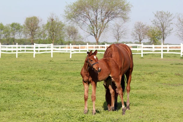 Kahverengi yavru ve at çiftliği sahne — Stok fotoğraf